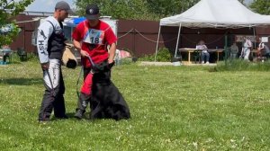 2 Оч/хор ARKAN v. Silberbachtal +++ №18. КЧК БРОННИЦЫ 24 мая`25 Моно немецких овчарок