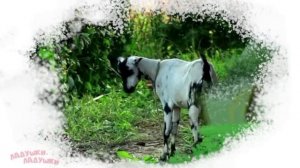 Звуки животных для самых маленьких - развивающие мультики для детей