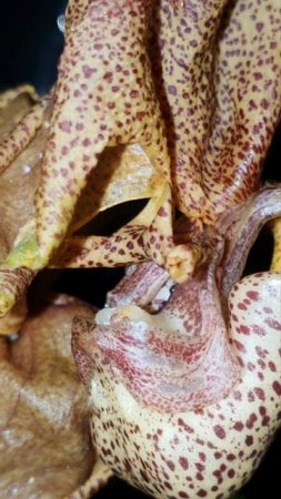 Coryanthes elegantium