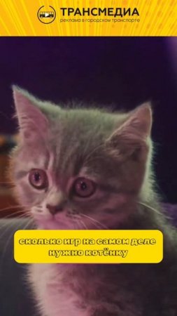 кошачий подкаст