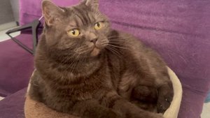 Мой котик Твикс