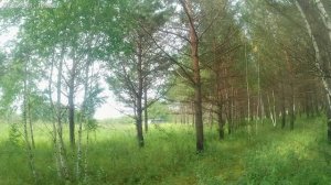 Поздка в лес.Грибов нет.Ягоду всю собрали.