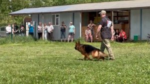 NELSON Di Fiamma Vivo - №22. КЧК БРОННИЦЫ 24 мая`25 Моно немецких овчарок