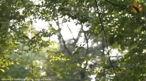 Саксофон 🎷, топ 400 нежных мелодий любви, музыка для отдыха и релакса