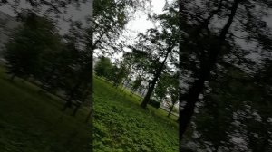 Гулянка в парке