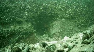 1000045667.mp4Волга гл.5м.01.07.2025г.