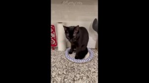 Смешные Коты #7