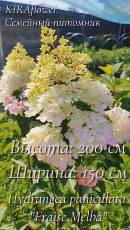 Гортензия Фрайз Мельба