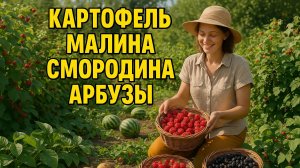Картофель супер! Малина, смородина и арбузы в июле