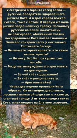 Энималс контролс #кошки #котики #кот