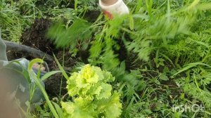 🥕Райский уголок. 30 июня 2025🥕