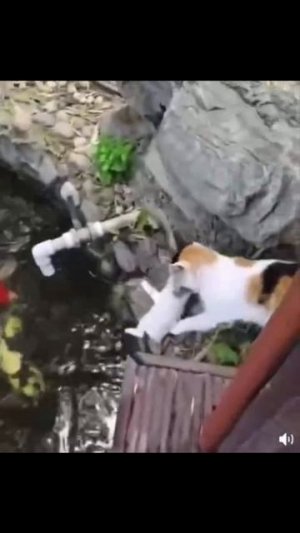 Шустрый котёнок 🐱
