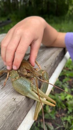 У меня живут РАКИ 🦞