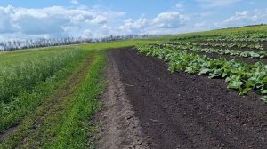 Жизнь в Деревне. Бронзовик съедает ромашки розы и не только