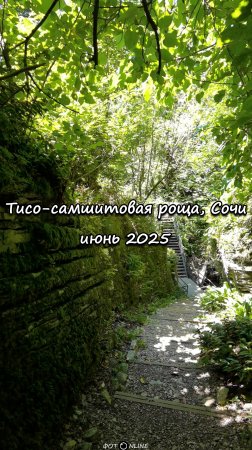 Тисо-самшитовая роща, Сочи. Июнь 2025