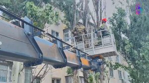Четыре опасных тополя сегодня снесли в Керчи