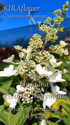 Гортензия Пинки Винки