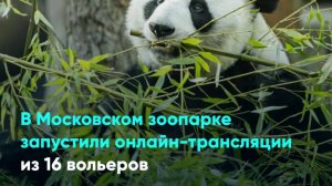 В Московском зоопарке запустили онлайн-трансляции из 16 вольеров