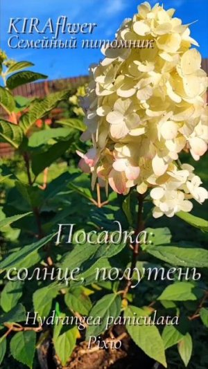 Гортензия Пиксио