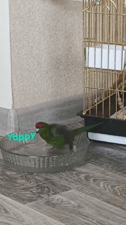 попугай какарик