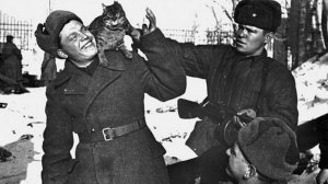 Мы русские, с нами кот!