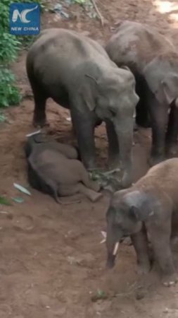 🐘Азиатские слоны охраняют спящих детенышей