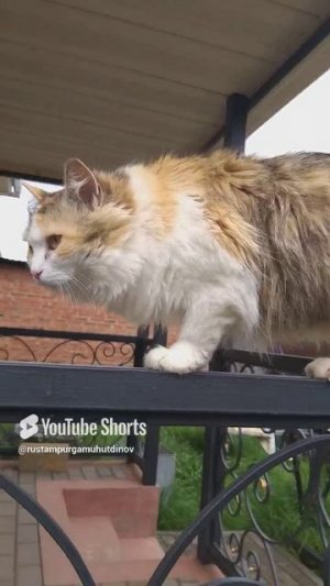 кошка