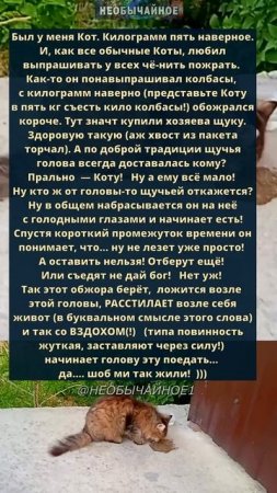 Шоб ми так жили! #кошки #котики #кот