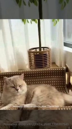 🌞🐾 Летняя охлаждающая кровать для кошек: идеальное решение для жарких дней! 🐱💤