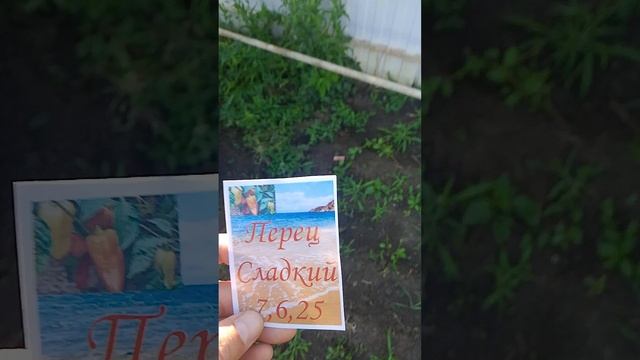Грядка под табличкой.