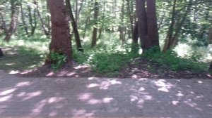 Город Пионерский, Камень лжи, 01.07.2025.
