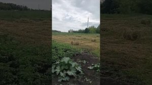 Первые рулоны сенажа в 2025 году