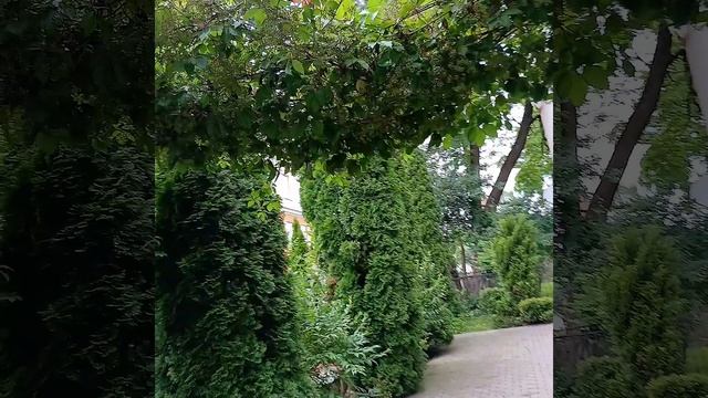 КРАСИВЫЙ ДВОРИК В ГОМЕЛЕ. 1.07.2025г.