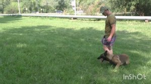 Фрагмент урока из курса "Чем заняться с собакой дома?"