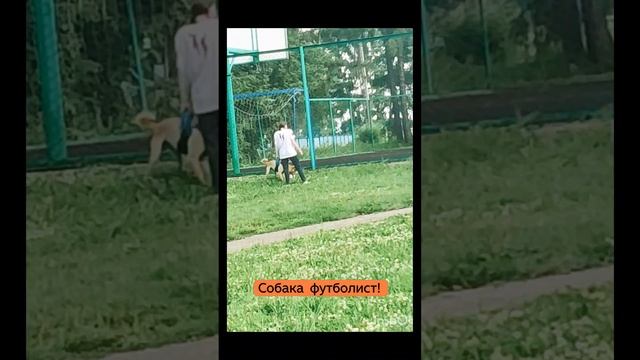 Собака футболист⚽🐶❤