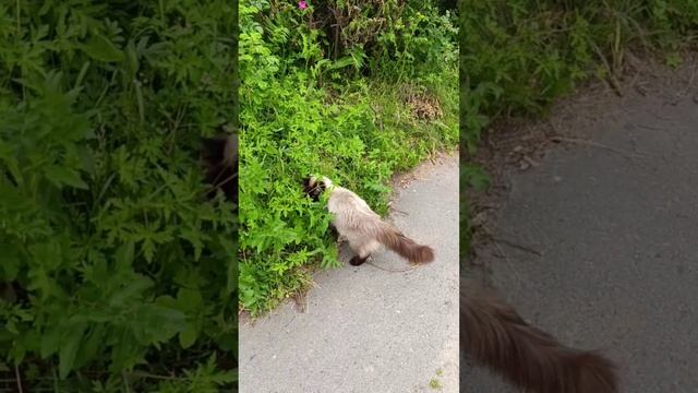 Кошка ловит лягушку