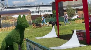 ЮНИОРЫ КОБЕЛИ ДШ / КЧК БРОННИЦЫ 24 мая`25 F.Bogoeski, О.Васильев Моно немецких овчарок