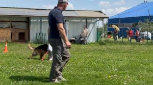 1 Оч/хор SHANI v. Haus Devartis +0+ №61. КЧК БРОННИЦЫ 24 мая`25 Моно немецких овчарок