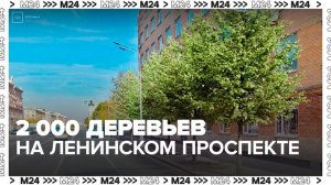 Более 2 тыс деревьев высадили на Ленинском проспекте - Москва 24