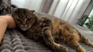 ЧЕССИ🐯ЛЕДИ ТАК НОГИ НЕ РАССТАВЛЯЮТ 😆