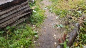 1.07.2025 супер дождливое лето в разгаре