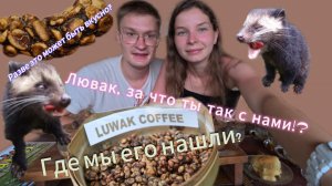 Лювак - кто это, и почему кофеманы охотятся за его экскрементами? "Какашки"-кофе на плантациях Бали