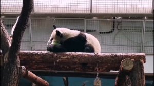 🐼 Панда Катюша устроила осмотры своих владений: не завалялась ли где вкусняшка?