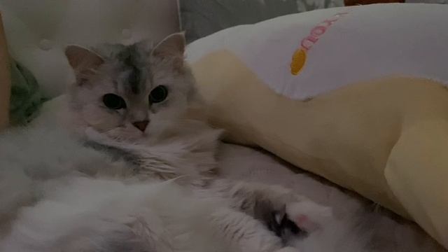Сонный котенок, охотящийся взгляд, любопытный нос, уютная кровать