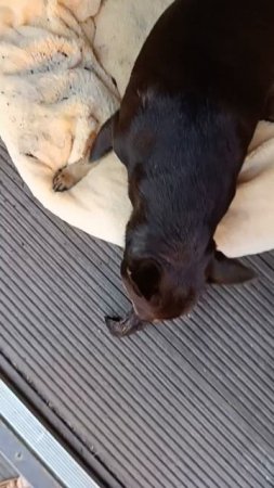 Всем нужна коряга.