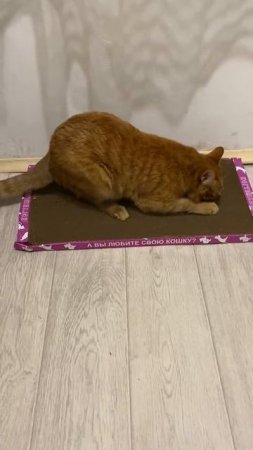 Восторг и счастье от когтеточки❤️