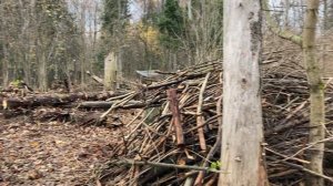 Расчистка леса от ветровала и сухостоя с использованием дробилки Farmi 260