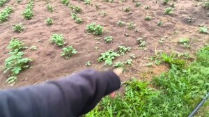 Окучиваем картофель даже так/Деревня,дача/