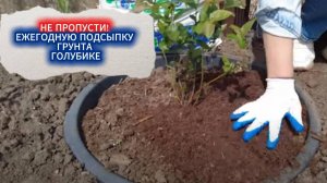 ЕЖЕГОДНАЯ ПОДКОРМКА ГОЛУБИКИ -ТОРФЯНАЯ ПОДПИТКА. ПОЧЕМУ ВАЖНО КАЖДЫЙ ГОД ПОДСЫПАТЬ ТОРФ ПОД ГОЛУБИКУ
