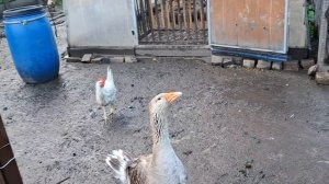 1 июля 2025 год , перезд с Иваново в Ставрополь